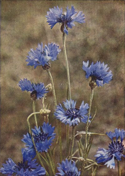 Fleurs sauvages : Bleuet - Charles Essenhigh Corke