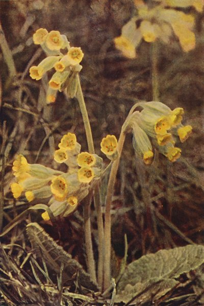 Fleurs Sauvages : Primevère - Charles Essenhigh Corke