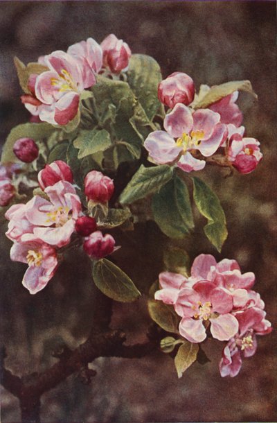 Fleurs sauvages : Pommier Sauvage - Charles Essenhigh Corke