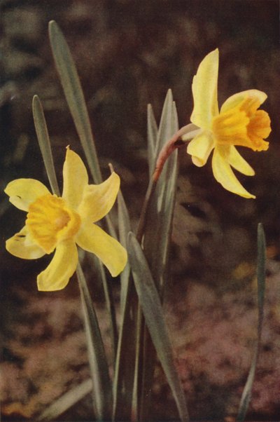 Fleurs sauvages : Jonquille - Charles Essenhigh Corke