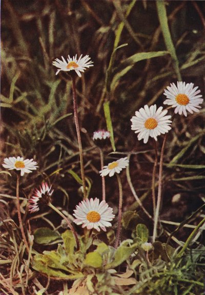 Fleurs sauvages : Marguerite - Charles Essenhigh Corke