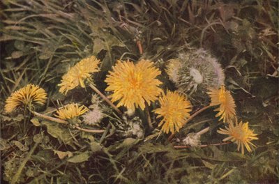 Fleurs sauvages : Pissenlit - Charles Essenhigh Corke