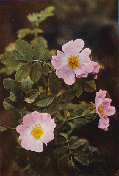 Fleurs sauvages : Églantier - Charles Essenhigh Corke