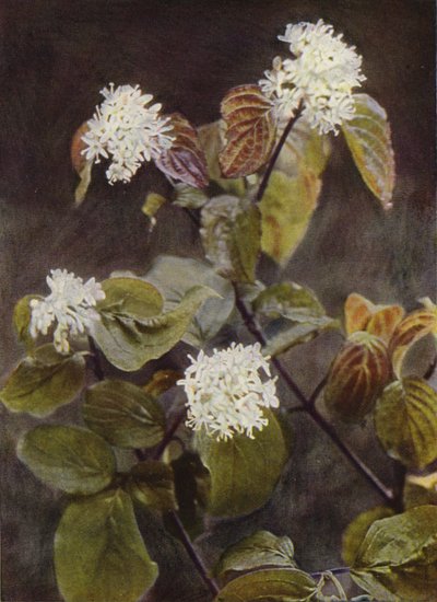 Fleurs Sauvages : Cornouiller - Charles Essenhigh Corke