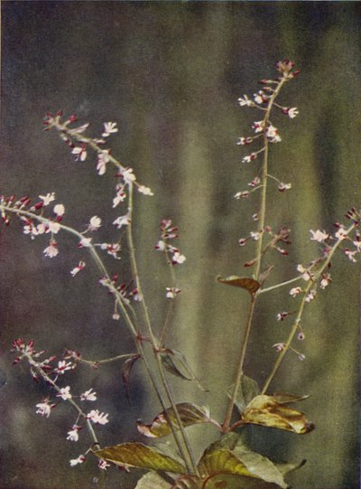 Fleurs sauvages : Circée de Paris - Charles Essenhigh Corke
