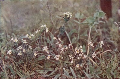 Fleurs sauvages : Euphrasie - Charles Essenhigh Corke