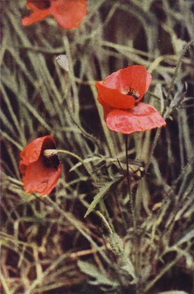 Fleurs sauvages : Coquelicot - Charles Essenhigh Corke