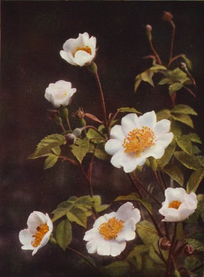 Fleurs sauvages : Églantier des champs - Charles Essenhigh Corke