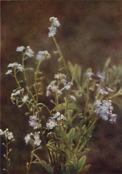 Fleurs sauvages : Myosotis - Charles Essenhigh Corke