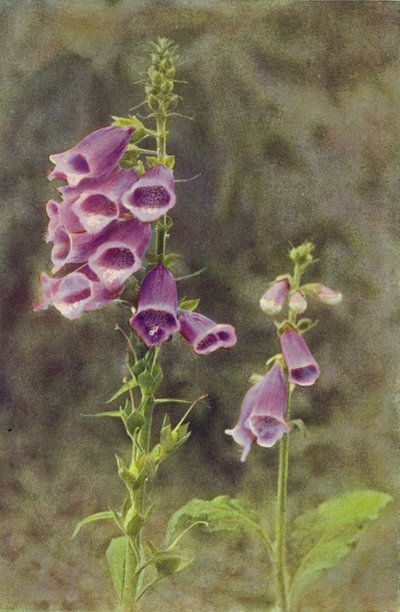 Fleurs Sauvages : Digitale - Charles Essenhigh Corke