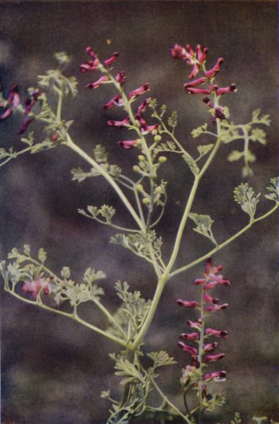 Fleurs sauvages : Fumeterre - Charles Essenhigh Corke