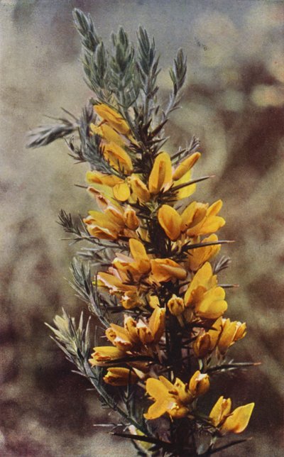 Fleurs sauvages : Ajonc - Charles Essenhigh Corke