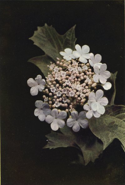 Fleurs sauvages : Viorne obier - Charles Essenhigh Corke