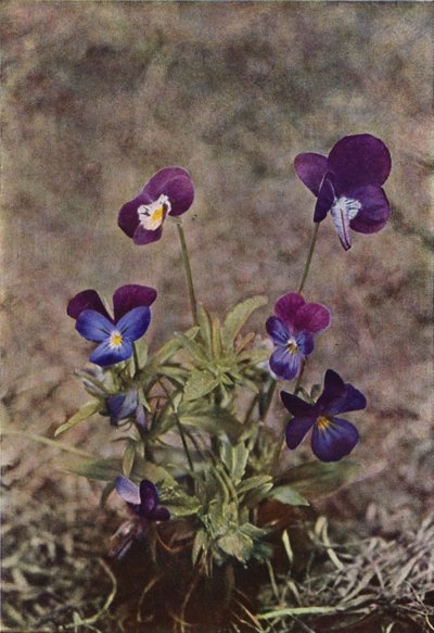 Fleurs sauvages : Pensée sauvage - Charles Essenhigh Corke