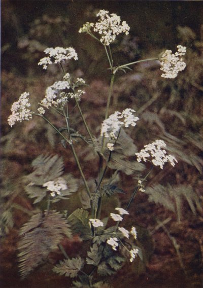 Fleurs sauvages : Persil des haies - Charles Essenhigh Corke