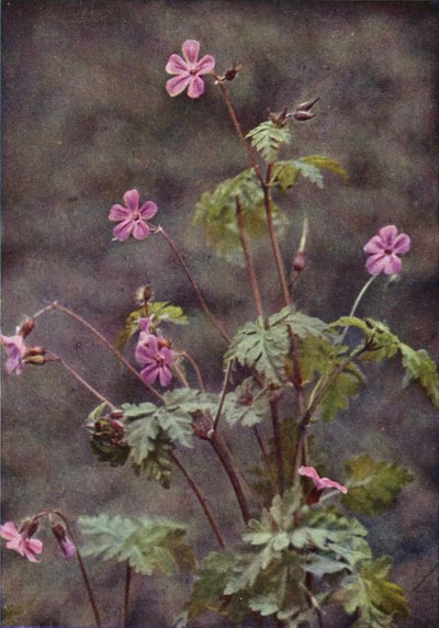 Fleurs sauvages : Géranium herbe à Robert - Charles Essenhigh Corke