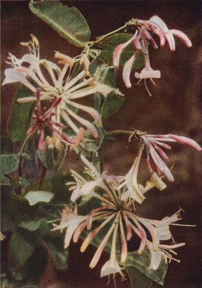 Fleurs Sauvages : Chèvrefeuille - Charles Essenhigh Corke