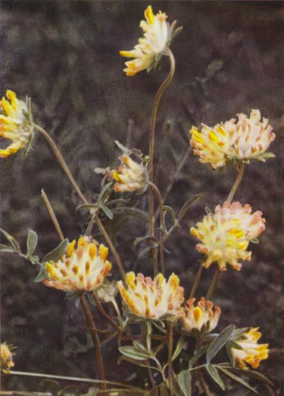 Fleurs sauvages : Anthyllide vulnéraire - Charles Essenhigh Corke