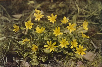 Fleurs sauvages : Ficaire fausse-renoncule - Charles Essenhigh Corke