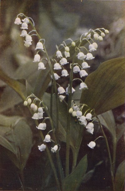 Fleurs sauvages : Muguet - Charles Essenhigh Corke