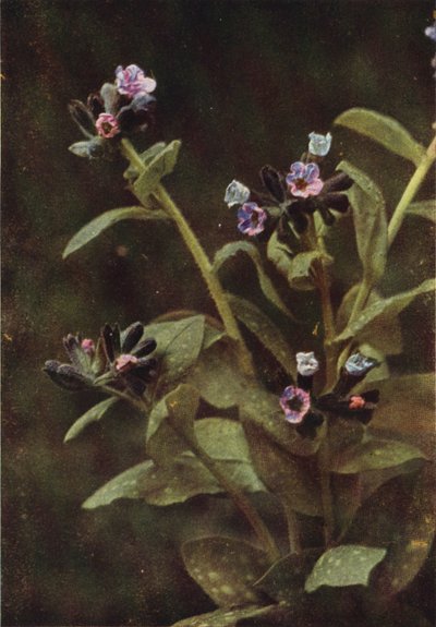 Fleurs sauvages : Pulmonaire (photo couleur) - Charles Essenhigh Corke