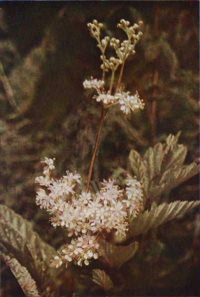 Fleurs sauvages : Reine-des-prés - Charles Essenhigh Corke