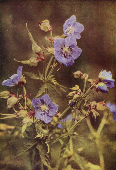 Fleurs sauvages : Géranium des Prés - Charles Essenhigh Corke