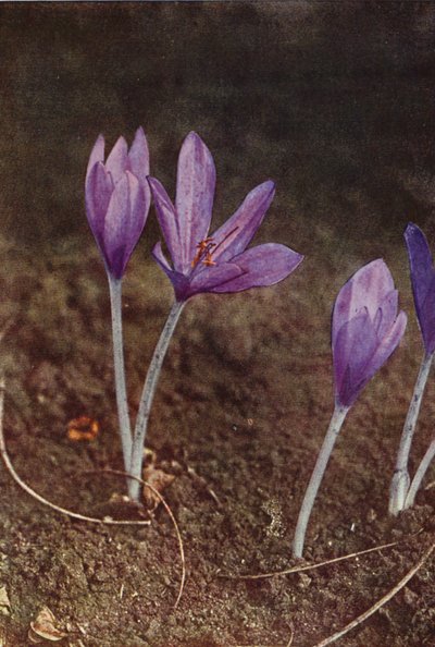 Fleurs Sauvages : Colchique des Prés - Charles Essenhigh Corke
