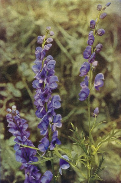 Fleurs sauvages : Aconit - Charles Essenhigh Corke