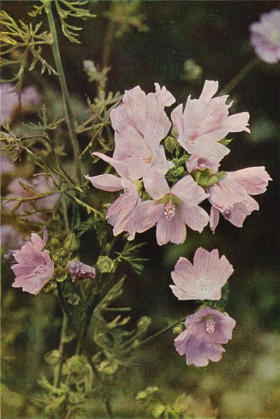 Fleurs sauvages : Mauve Musquée - Charles Essenhigh Corke