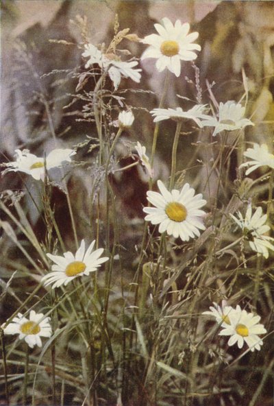 Fleurs sauvages : Marguerite - Charles Essenhigh Corke