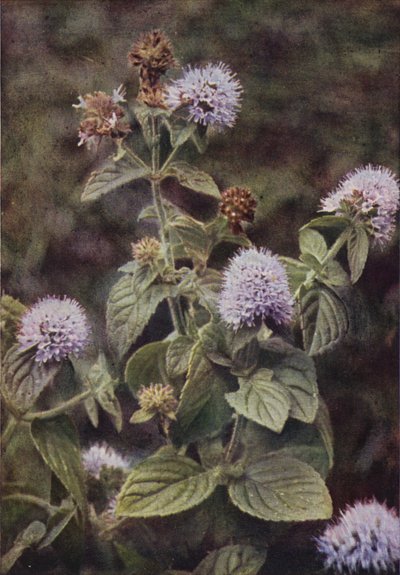Fleurs sauvages : Menthe Poivrée - Charles Essenhigh Corke