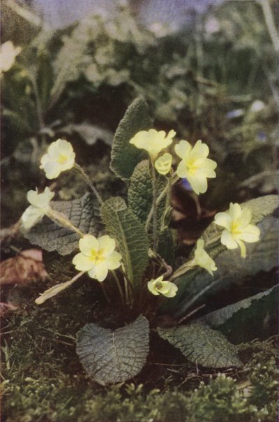 Fleurs sauvages : Primevère - Charles Essenhigh Corke