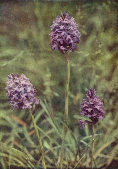 Fleurs sauvages : Orchis pyramidal - Charles Essenhigh Corke