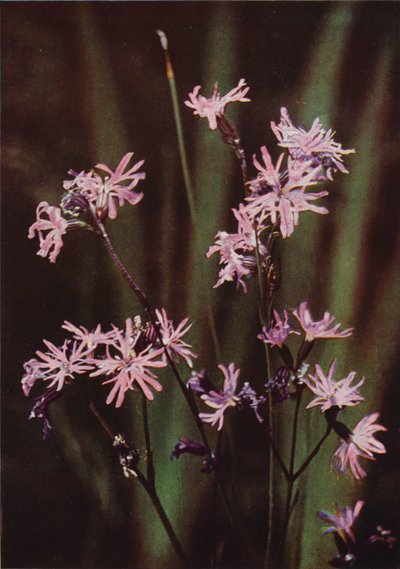 Fleurs sauvages : Lychnis fleur de coucou - Charles Essenhigh Corke