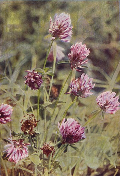 Fleurs Sauvages : Trèfle Rouge - Charles Essenhigh Corke