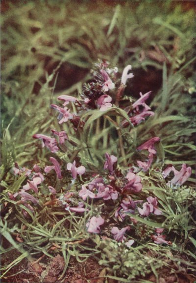 Fleurs sauvages : Rhinanthe crête-de-coq - Charles Essenhigh Corke