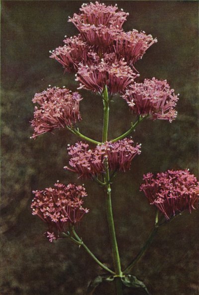 Fleurs sauvages : Valériane Rouge - Charles Essenhigh Corke