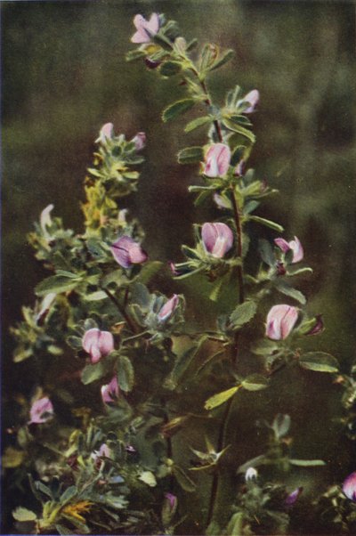 Fleurs Sauvages : Bugrane - Charles Essenhigh Corke