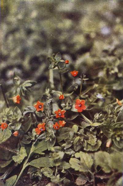 Fleurs sauvages : Mouron rouge - Charles Essenhigh Corke