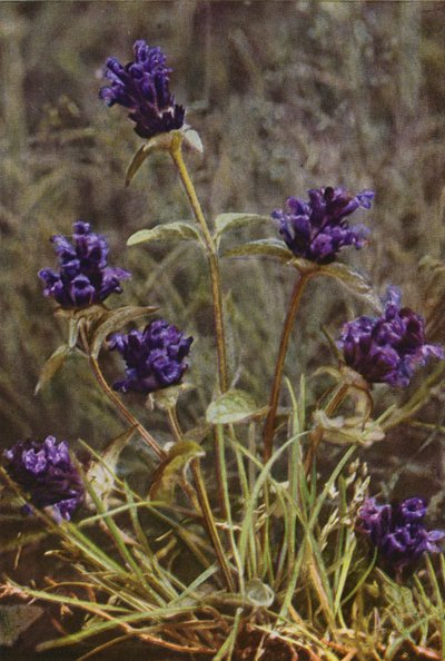 Fleurs sauvages : Prunelle - Charles Essenhigh Corke