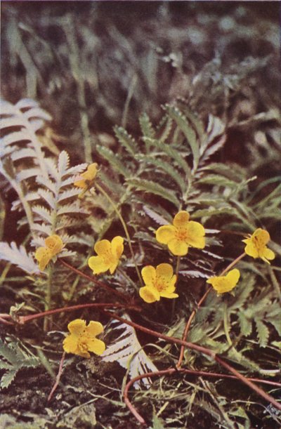 Fleurs Sauvages : Potentille Argentée - Charles Essenhigh Corke