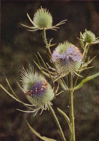 Fleurs Sauvages : Cardère - Charles Essenhigh Corke