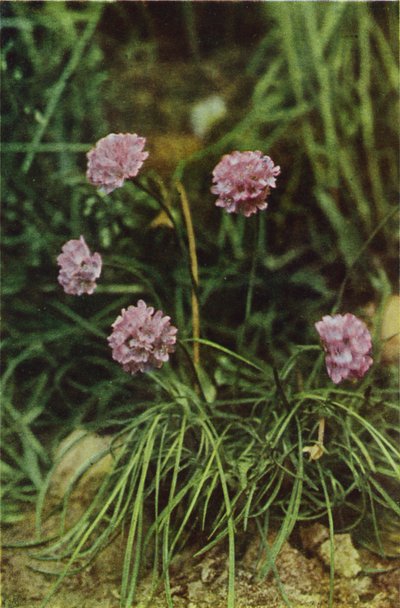 Fleurs sauvages : Armérie - Charles Essenhigh Corke