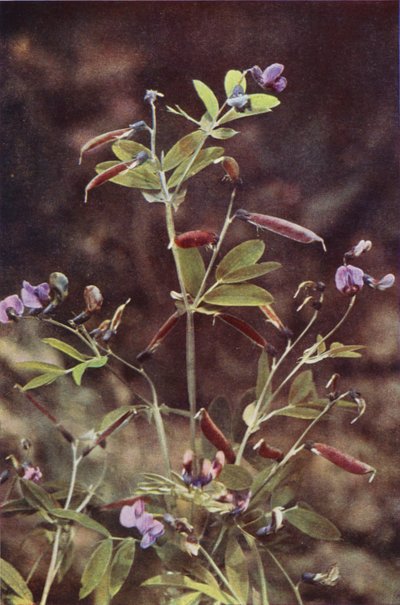 Fleurs sauvages : Pois amer tubéreux - Charles Essenhigh Corke