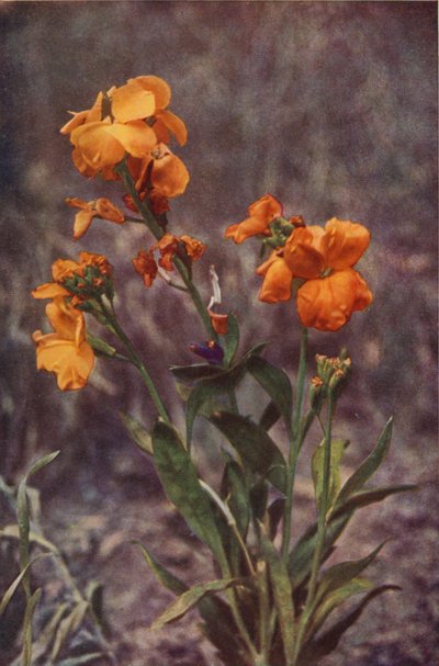 Fleurs sauvages : Giroflée - Charles Essenhigh Corke