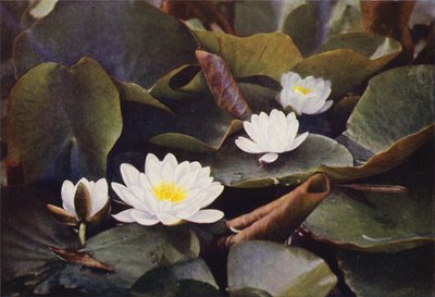 Fleurs sauvages : Nénuphar blanc - Charles Essenhigh Corke