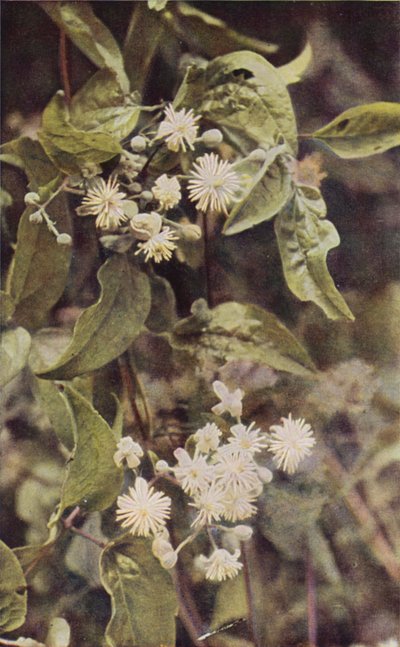 Fleurs sauvages : Clématite Sauvage - Charles Essenhigh Corke