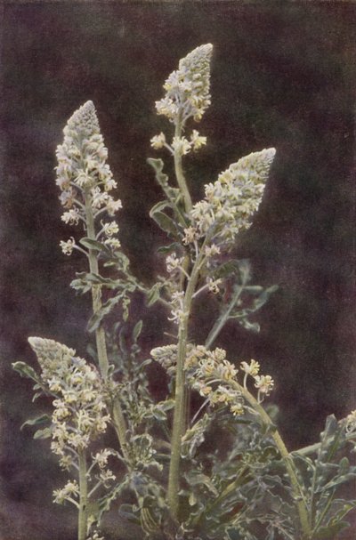 Fleurs sauvages : Réséda sauvage - Charles Essenhigh Corke