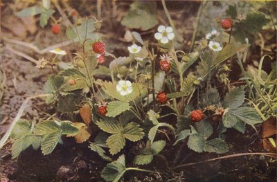 Fleurs sauvages : Fraisier des bois - Charles Essenhigh Corke